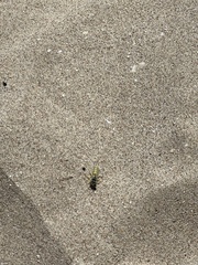 Microbembex monodonta