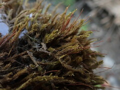 Homalothecium fulgescens