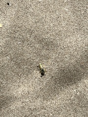 Microbembex monodonta