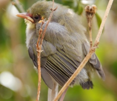 Zosterops virens capensis