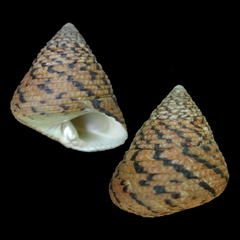 Image of Tegula pellisserpentis