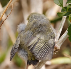 Zosterops virens capensis