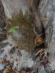 Homalothecium fulgescens