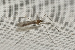 Trichocera annulata