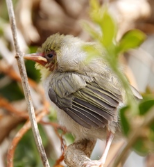 Zosterops virens capensis