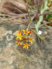 Quinchamalium chilense