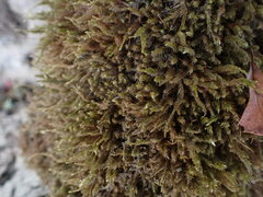 Homalothecium fulgescens