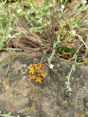Quinchamalium chilense