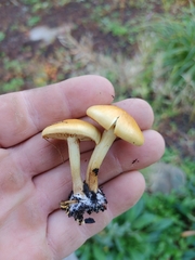 Pholiota spumosa