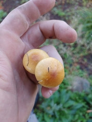 Pholiota spumosa