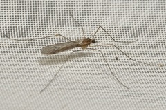 Trichocera annulata