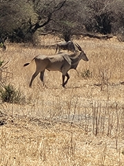 Tragelaphus oryx pattersonianus
