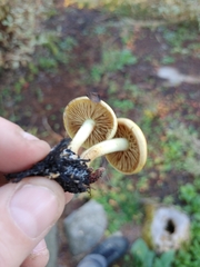 Pholiota spumosa