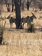 Tragelaphus oryx pattersonianus