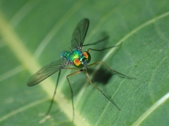 Chrysosoma