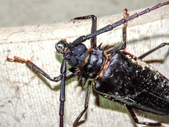 Derobrachus megacles