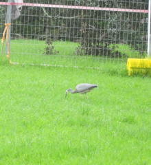Egretta novaehollandiae novaehollandiae