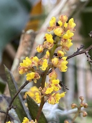 Trichocentrum pumilum