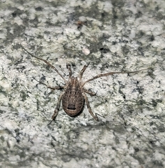 Odiellus spinosus
