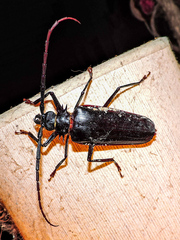 Derobrachus megacles