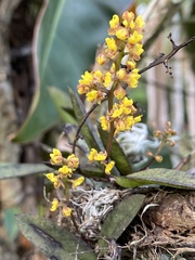 Trichocentrum pumilum