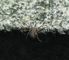 Odiellus spinosus