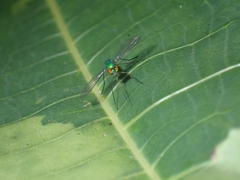 Chrysosoma