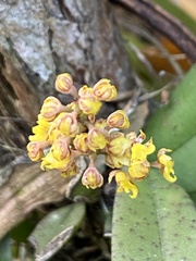Trichocentrum pumilum