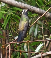 Lampornis clemenciae