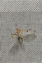 Macrocera phalerata