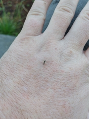 Simuliidae