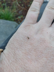 Simuliidae