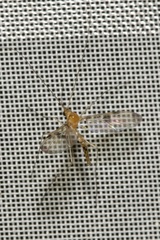 Macrocera phalerata