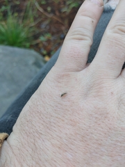 Simuliidae