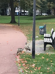 Alopochen aegyptiaca