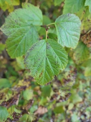 Physocarpus opulifolius