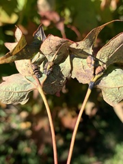 Dasineura communis