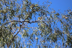 Corymbia hylandii