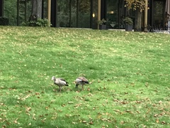 Alopochen aegyptiaca