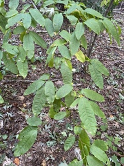 Oxydendrum