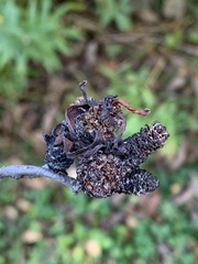 Taphrina robinsoniana