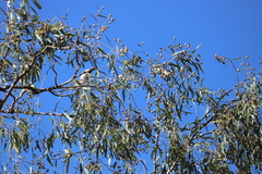 Corymbia hylandii