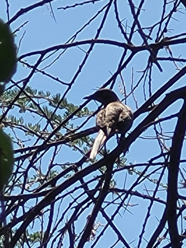 Ashy Starling (Lamprotornis unicolor), photo 8