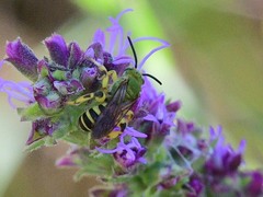 Agapostemon splendens
