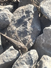 Trimerotropis verruculata