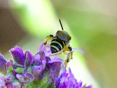 Agapostemon splendens