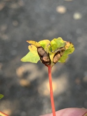 Dasineura communis
