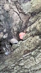 Tubifera ferruginosa