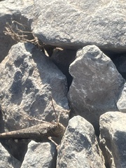 Trimerotropis verruculata