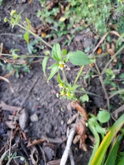 Galinsoga quadriradiata